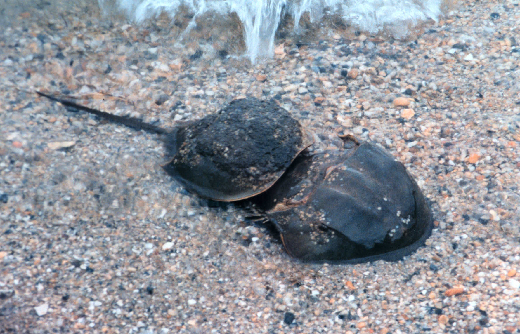 Horseshoe Crabs